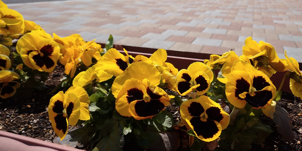 パンジーの花