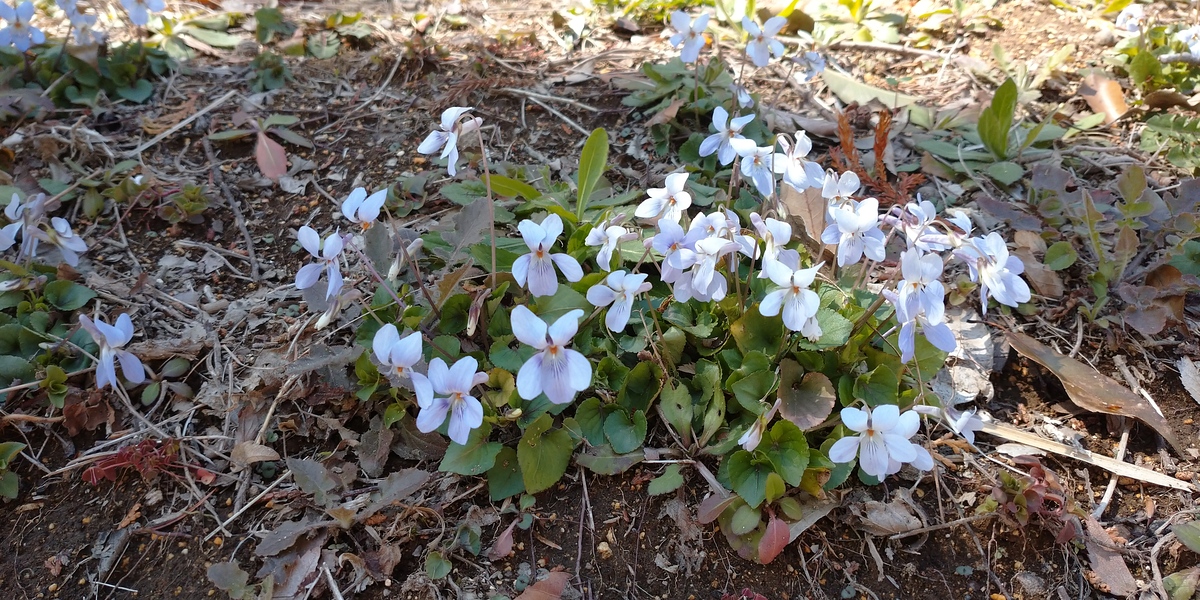 古墳エリアに自生している花